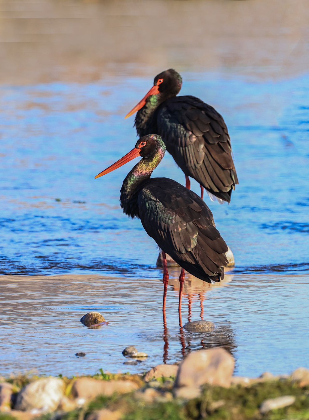 黑鹳君安家园军休所 付典浩 摄.jpg