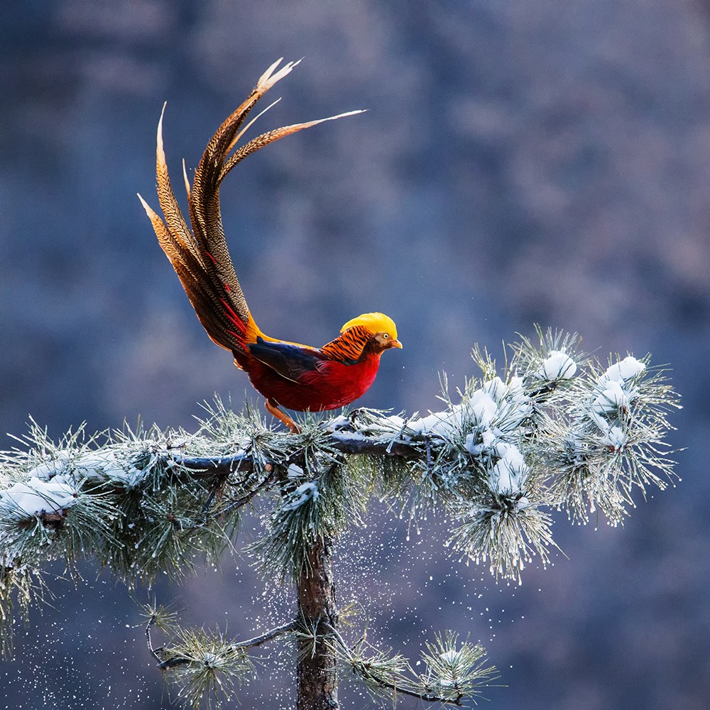 20.锦鸡送福 -天香颐服务管理中心-关大学 摄.jpg